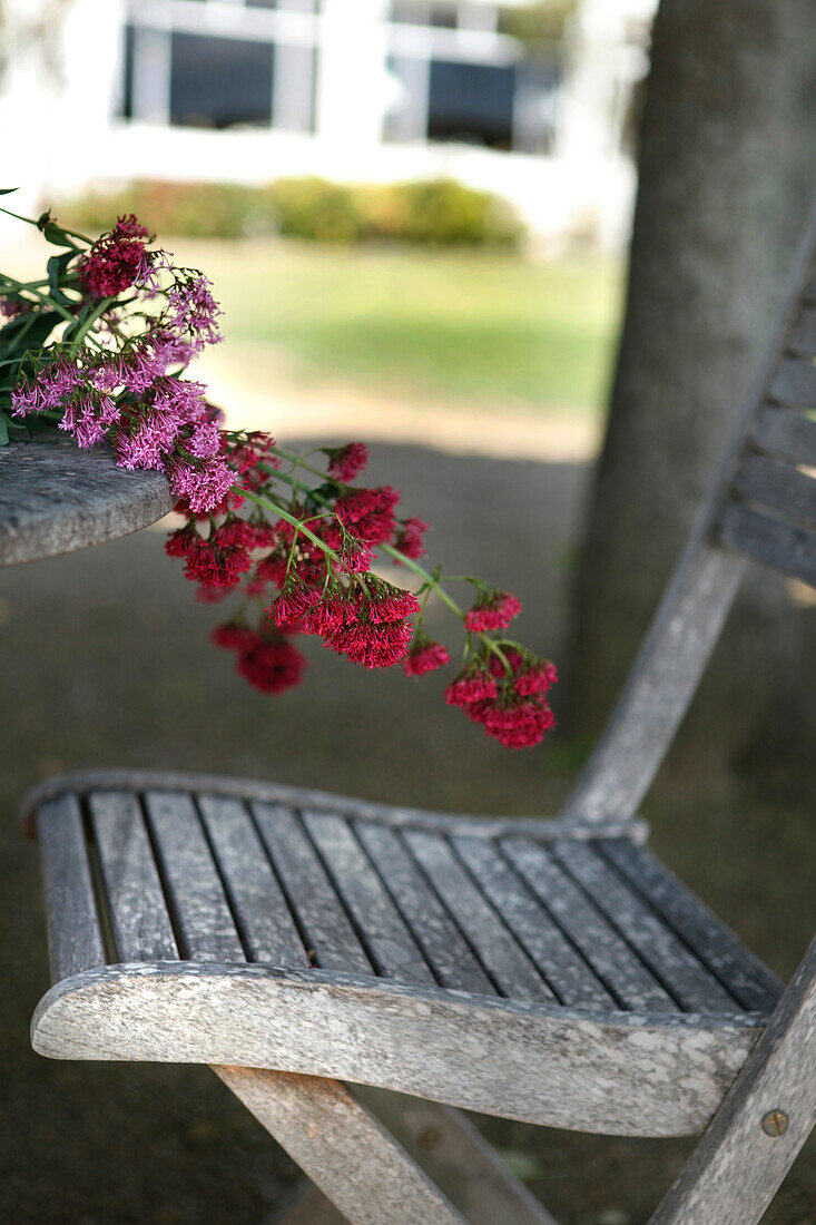 France, Brittany, Locquirec, flowers on a stone table in a garden, wooden chair