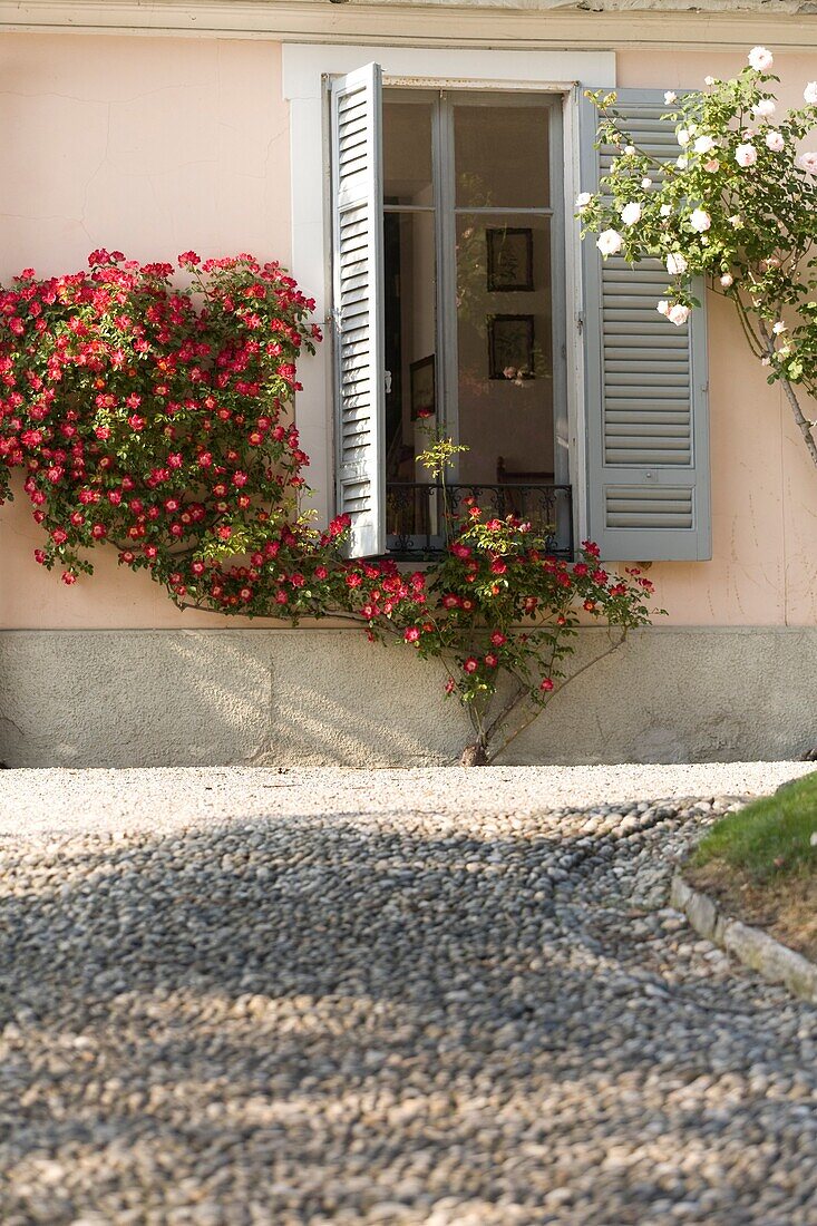 Facade of a house with a blooming rose tree