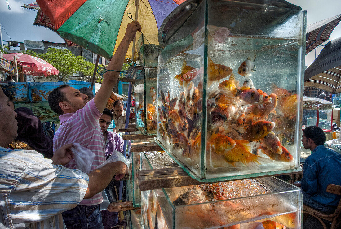 Arab Republic of Egypt, Cairo, Merchant selling aquarium fishes