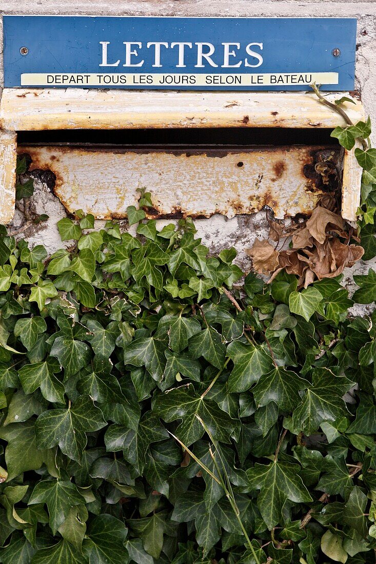 France, Charente-Maritime,  Île-d'Aix, Postbox with ivy