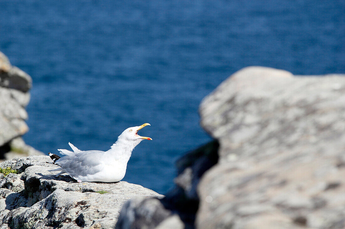 France. Finistère. Pointe du Raz. Brittany. Seagull.