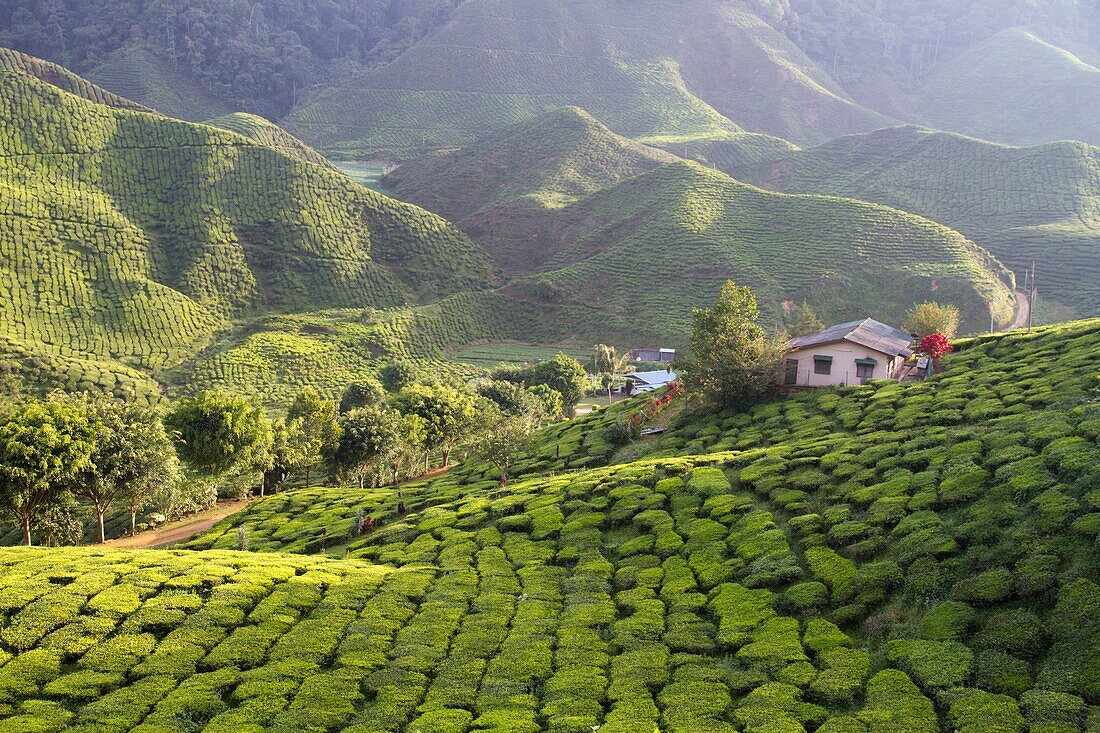 Malaysia, Pahang state, Cameron Highlands, tea plantations