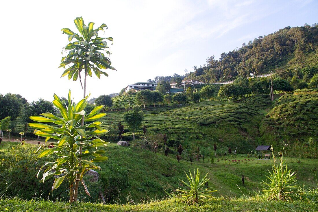 Malaysia, Pahang state, Cameron Highlands, tea plantations
