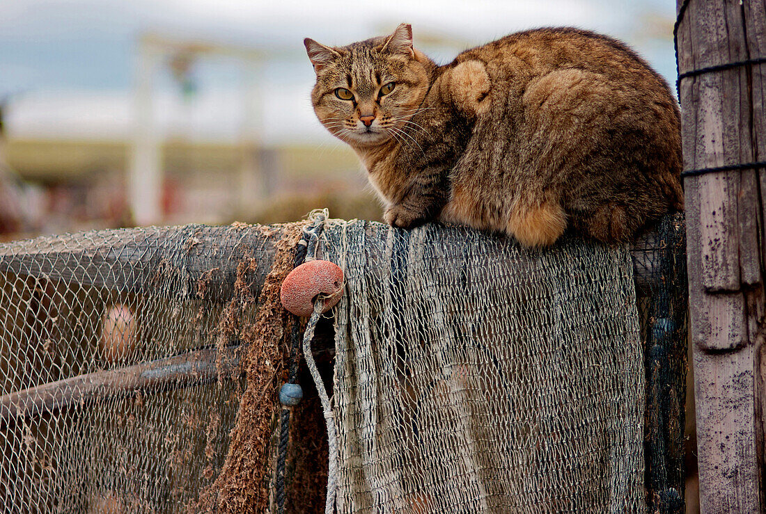 France, Sete, fishing net with cat