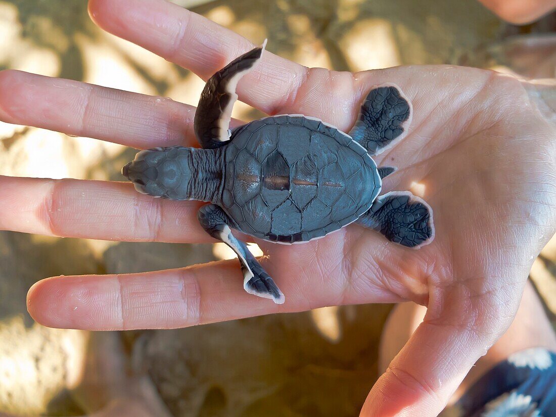 Malaysia, Borneo, Sandakan, Turtle Islands, Baby turtle held by a woman hand