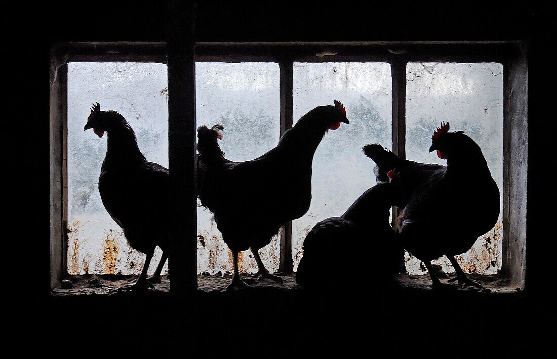 France, Lozere, chicken in a farm