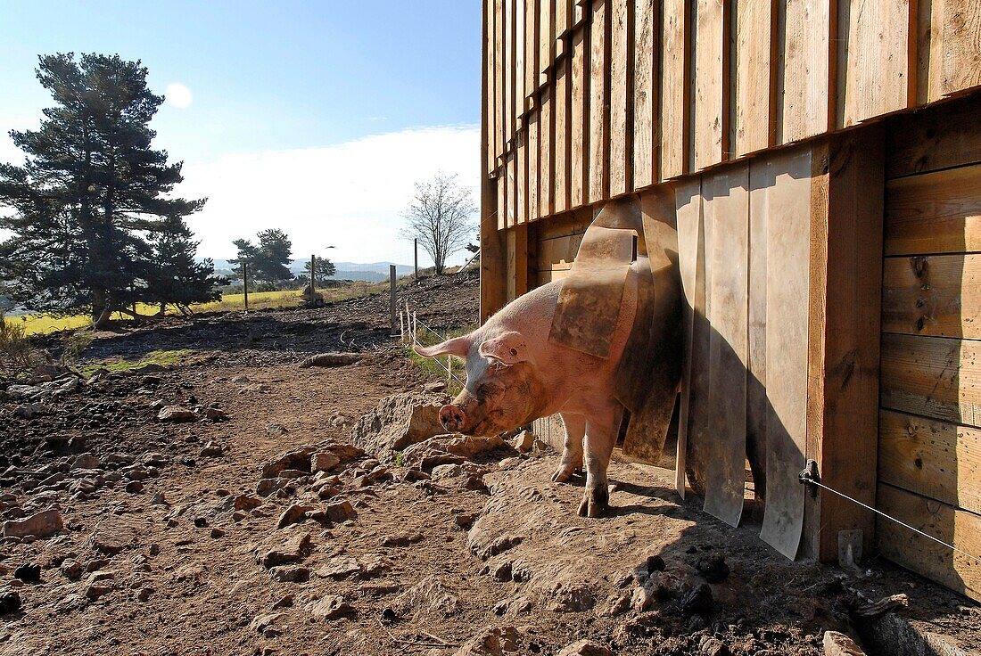 France, Lozere department, a pig in a farm house