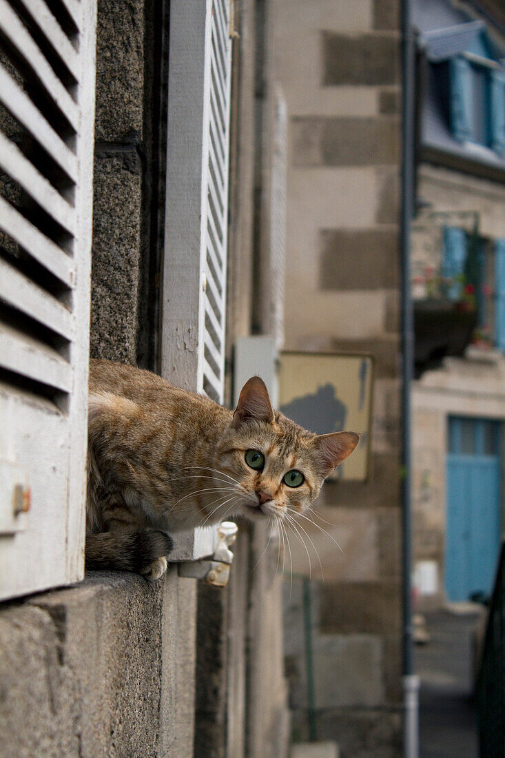 France, Limousin, Aubusson, Cat on a window sill, looking at the camera