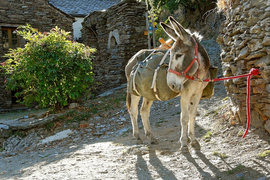 France, Lozere department, a donkey