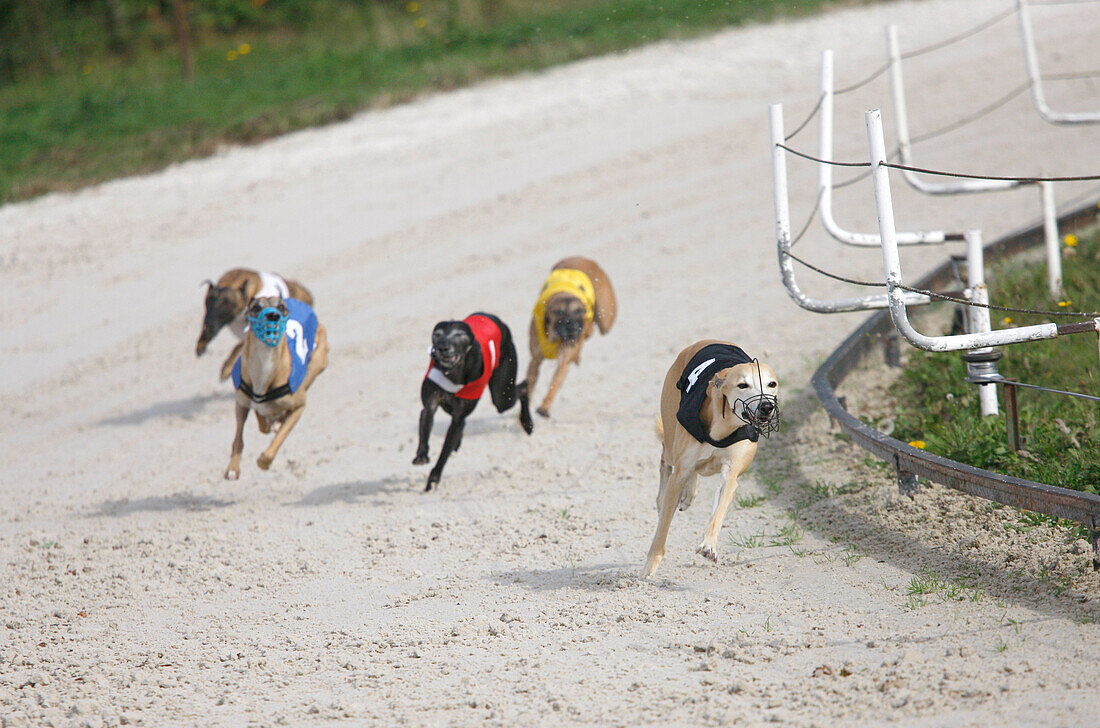 France. Greyhounds during a race