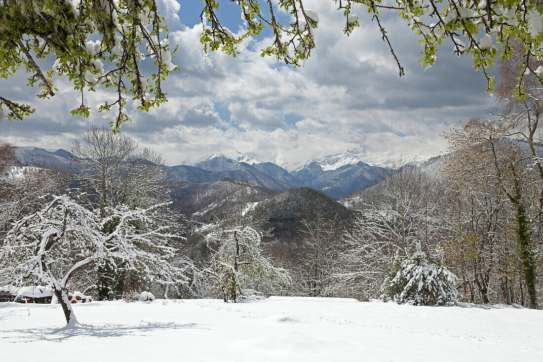 Apple tree   in a mountain landscape covered with snow, Mount Vallier at the bottom, France, Ariege