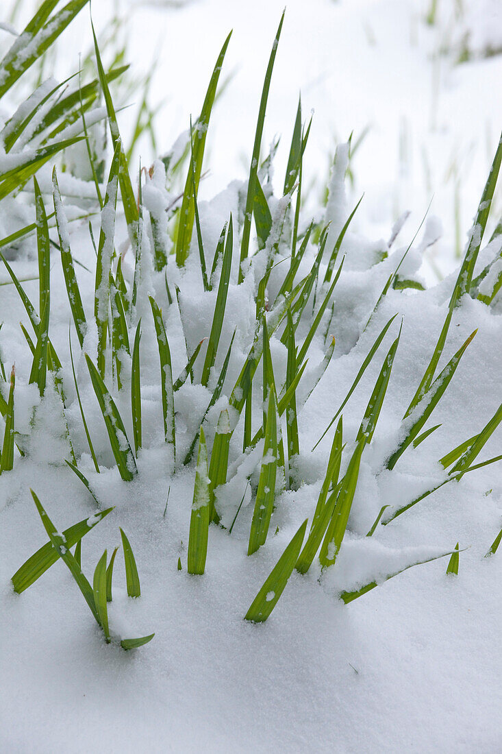 Tuft of grass covered with snow
