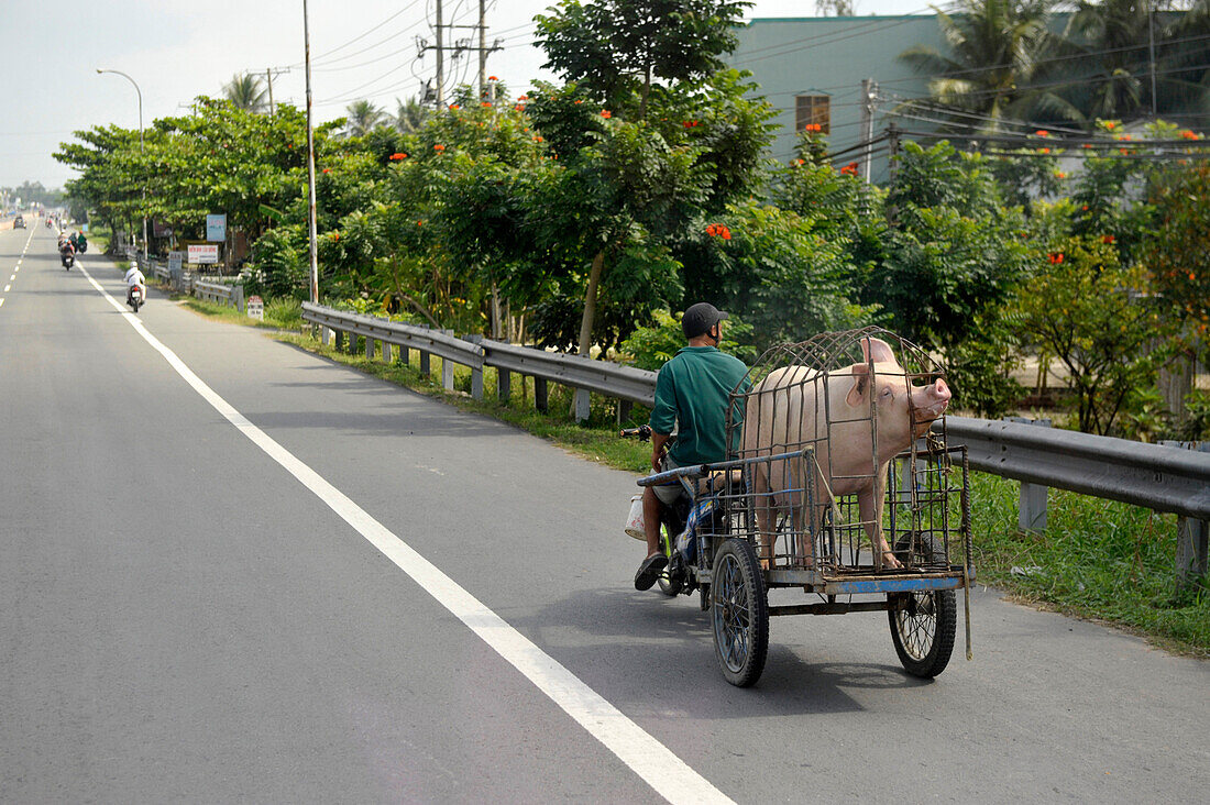A motorbike rider transports pig in North Vietnam, Vietnam, South East Asia, Asia
