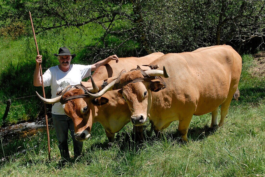 Lozere, oxen on Margeride