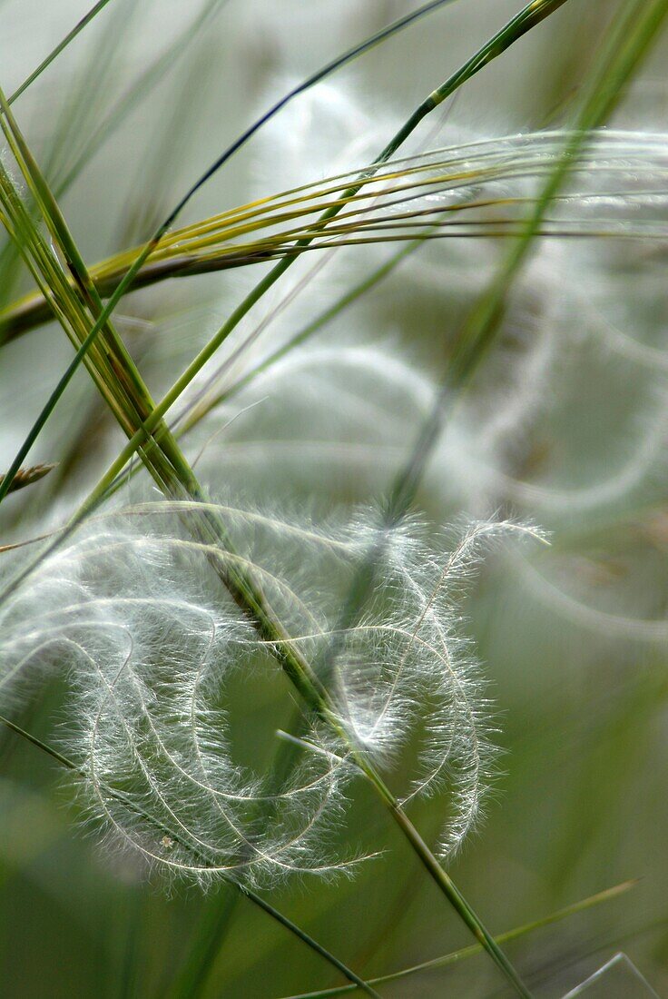 France, Aveyron, angel hair on the Causse du Larzac (Stipa tenuifolia)