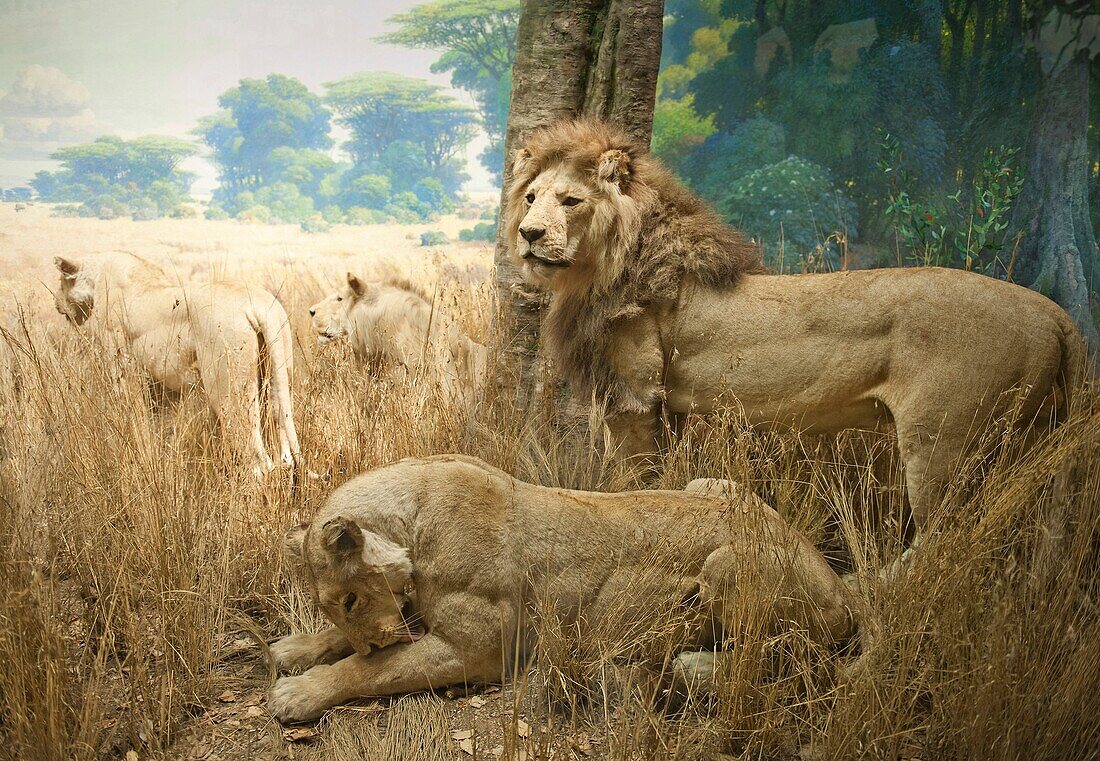 New York - Manhattan - Upper West Side - The American museum of natural history - Naturalized lion and lionesses