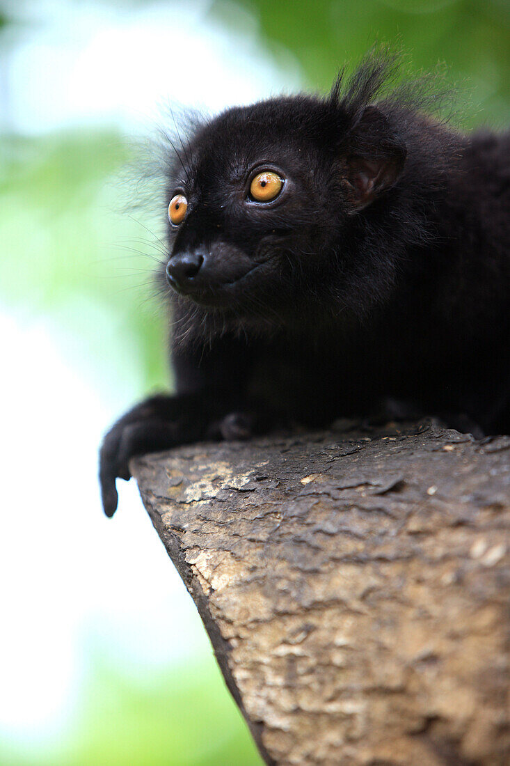 Republic of Madagascar, Nosy Be Archipelago, Lemur