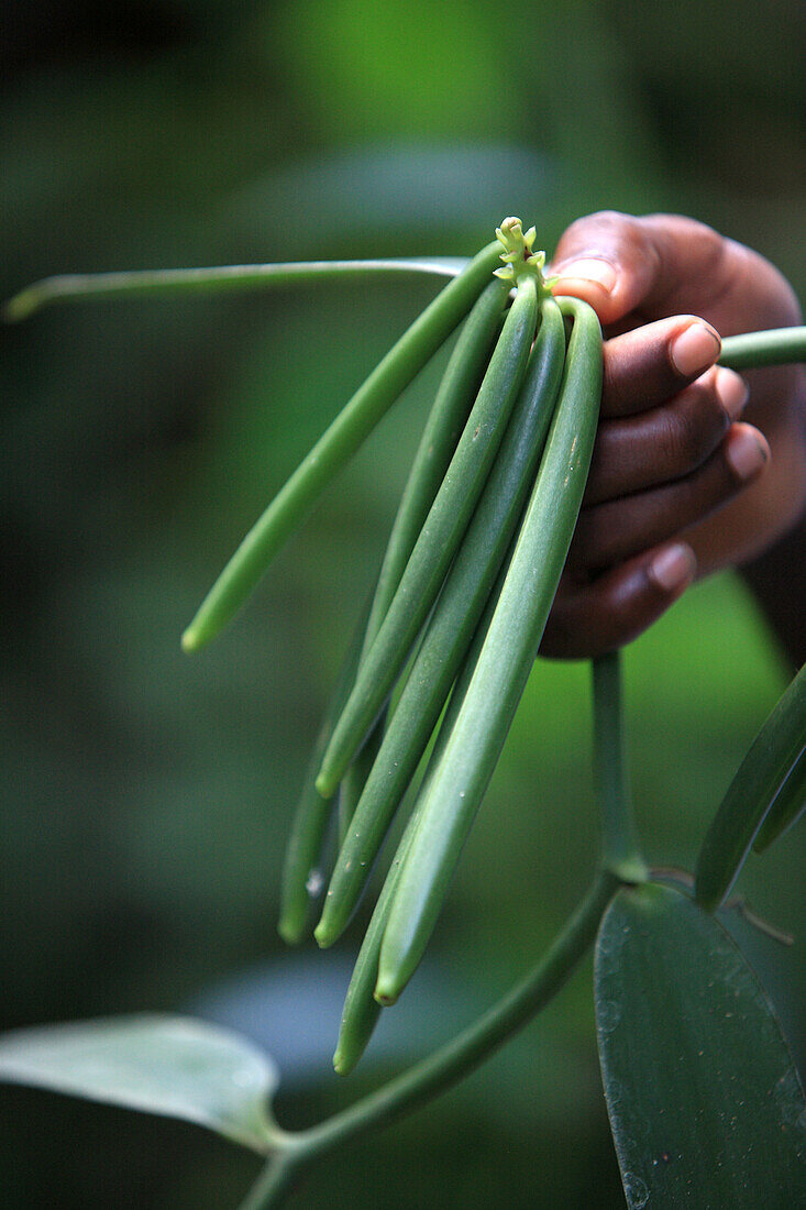 Republic of Madagascar, Diana Region, Ankarana District, Hand holding green vanilla fruits