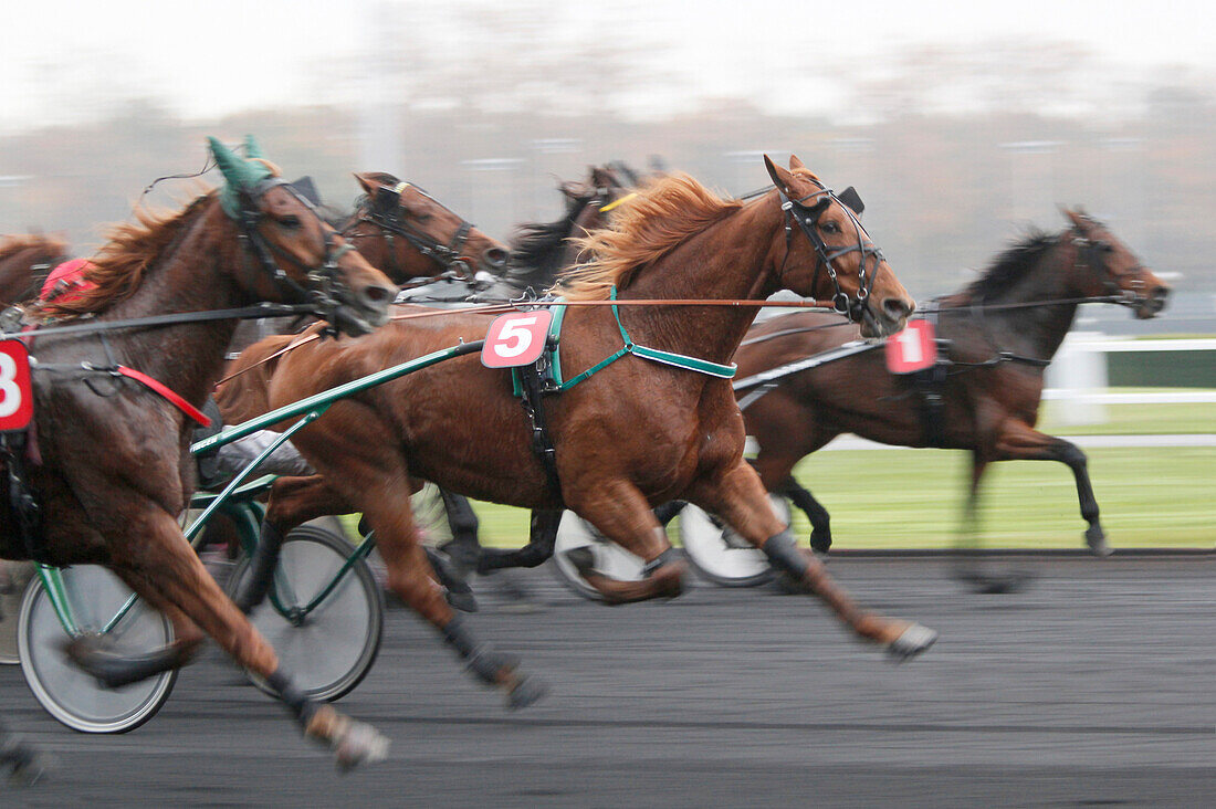 France. Paris. Vincennes. Horses race. At the center, horse : Quick Master. Jockey : P. Vercruysse