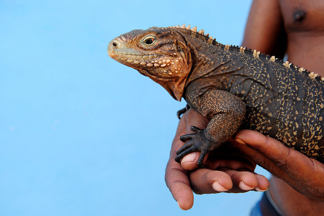 Close-up of iguana seating on the human hand in Trinidad, Sancti Spiritus Province, Cuba