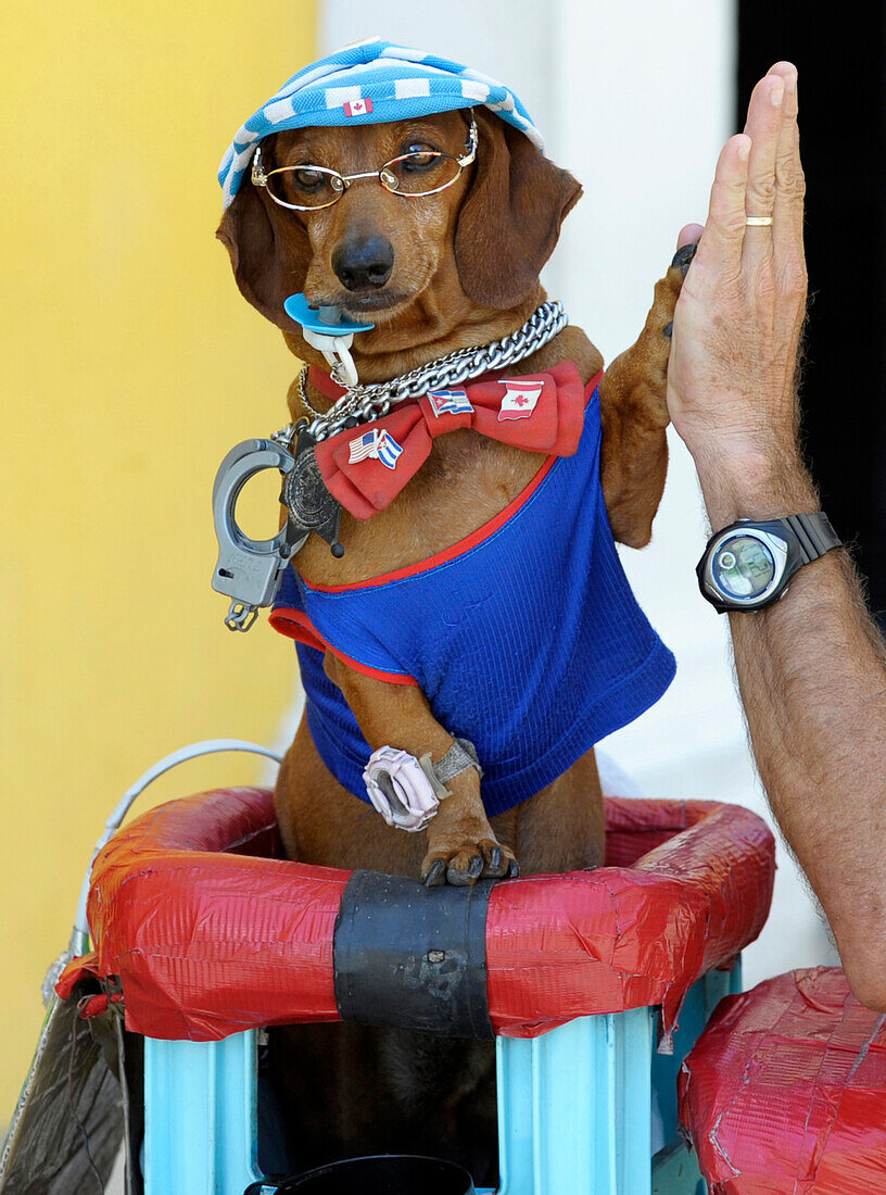 Dressed up dog in street of Havana, Cuba