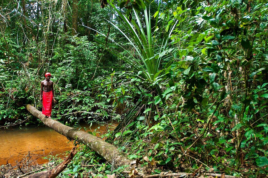 Africa, Gabon, Mboka A Nzambe village, Bwiti ceremonies, Forest, the shaman Adumangana comes back from a picking in the forest