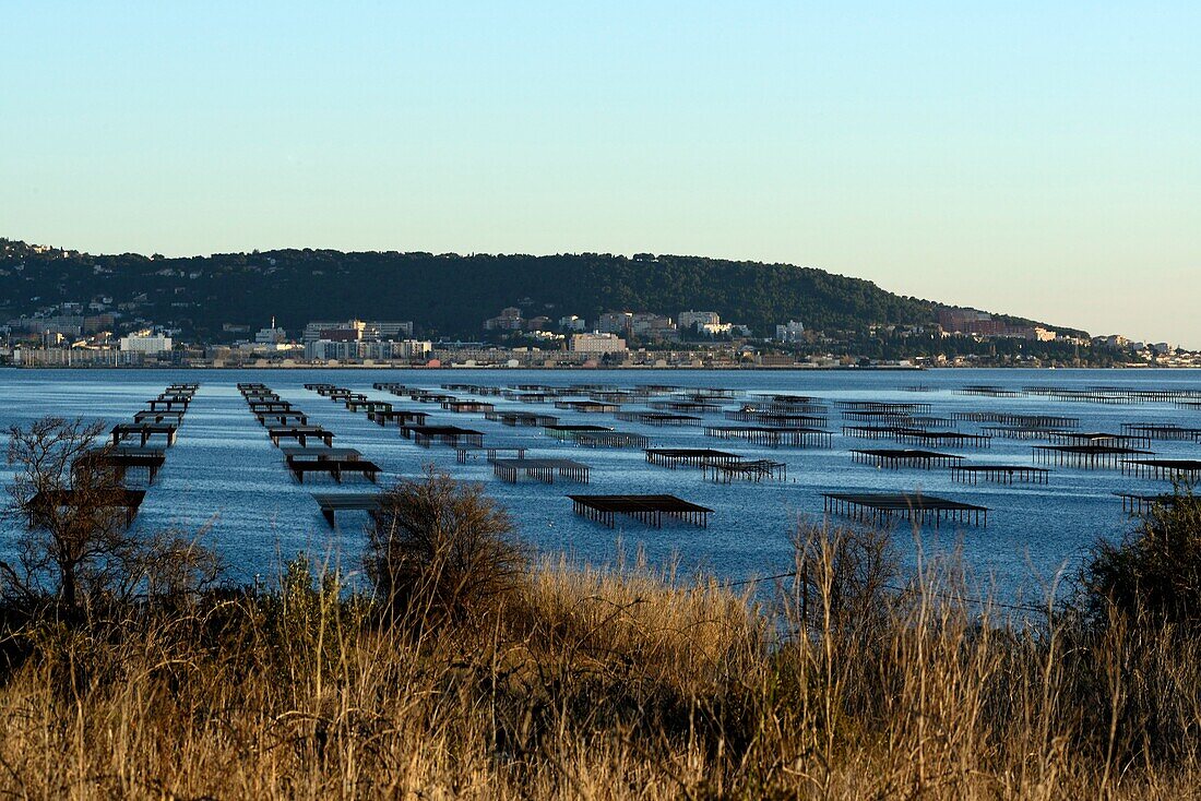 France, Hérault Department, Thau Pond, Oyster beds and shellfish farming table systems, a Thau Pond specificity, The city of Sete in the background
