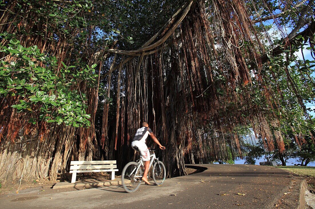 Indian ocean, Mauritius, Banyan tree, cyclist