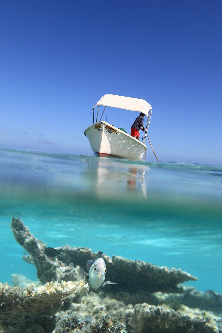 Indian ocean, Mauritius, Man on a boat and view of a coral reef with a tropical fish