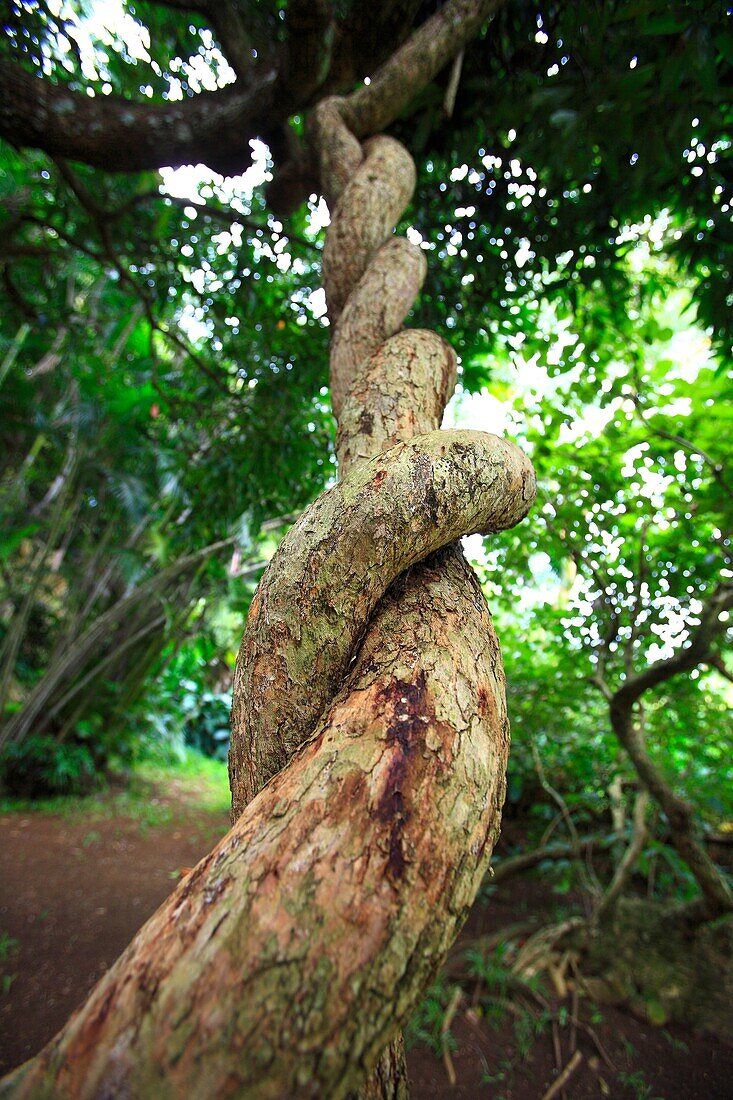 Indian ocean, Mauritius, Pamplemousses Botanical Garden, creeper