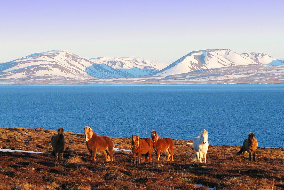Iceland. Northern region. Vatnsnes Peninsula. Hvitserkur. Horses.