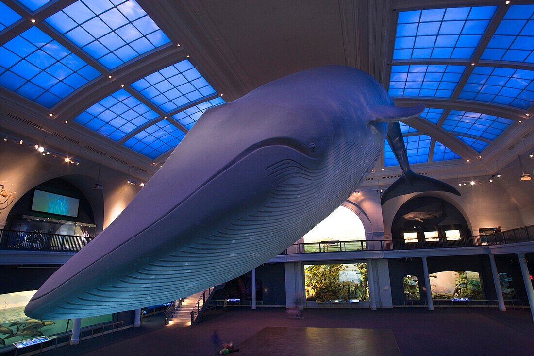 BLUE WHALE MODEL OCEAN LIFE HALL AMERICAN MUSEUM OF NATURAL HISTORY MANHATTAN NEW YORK CITY USA