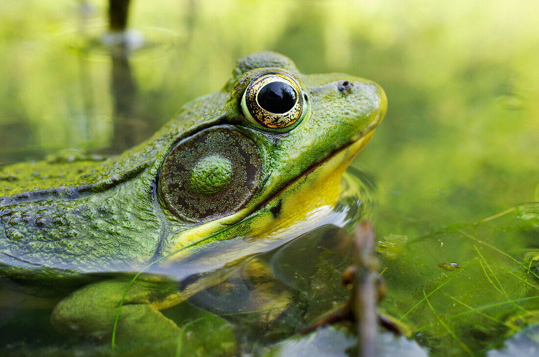 Green Frog Partly Submerged In Water, Vaudreuil Quebec Canada