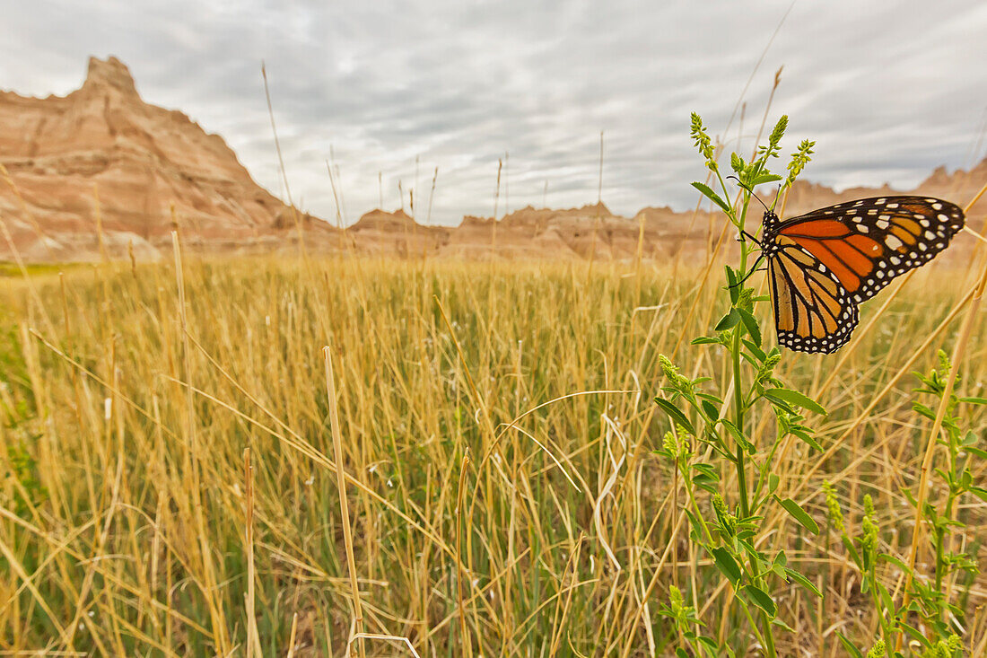 Monarch butterfly on a blade of grass at dawn in badlands national park, south dakota usa