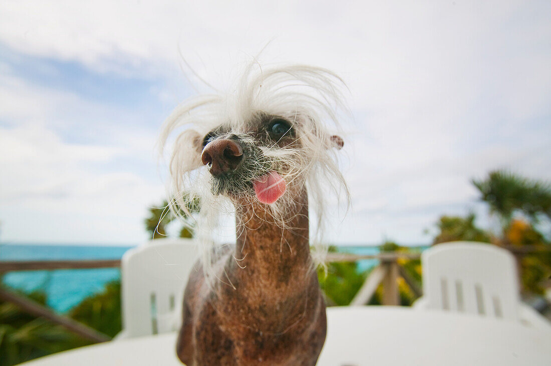 Chinese crested dog, bahamas