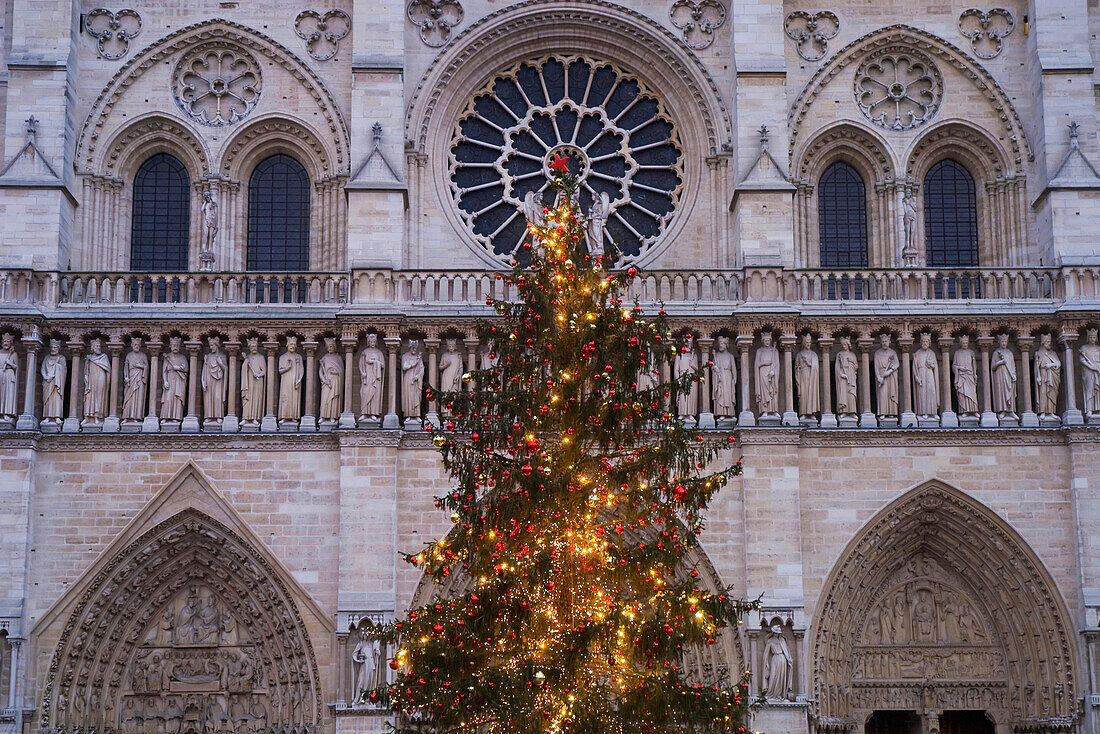 Christmas Tree Outside Notre Dame Cathedral At Dawn, Paris,France