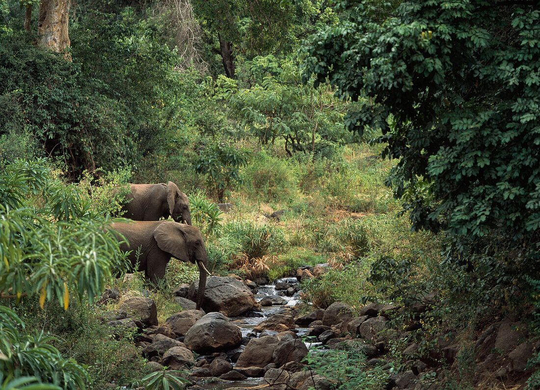 Elephants Beside A Small River