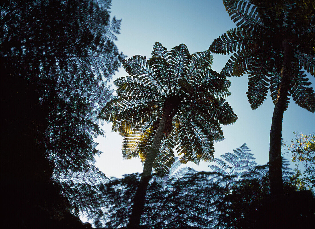 Tree Ferns