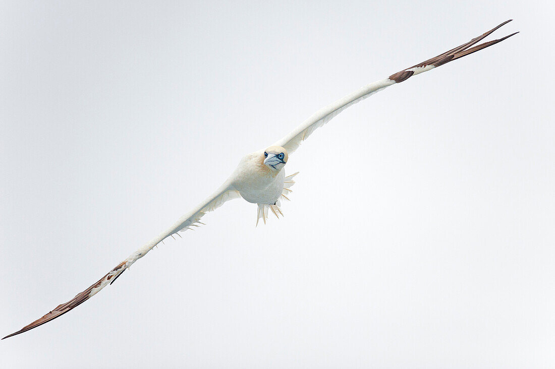 Gannet bird flying in air