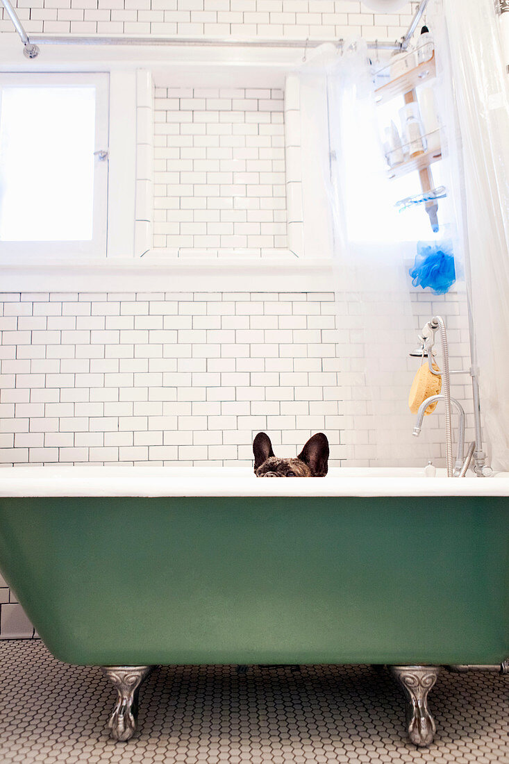 French bulldog sitting in bathtub