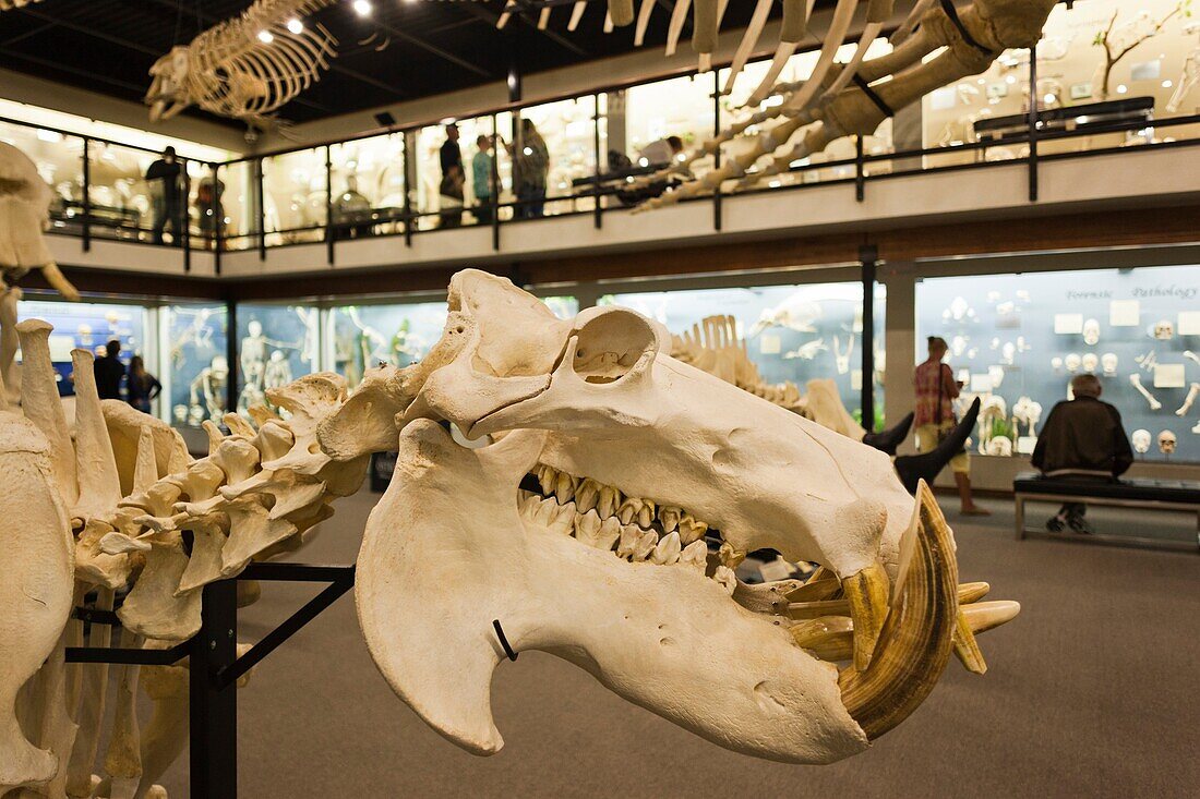 USA, Oklahoma, Oklahoma City, Museum of Osteology, animal skeletons