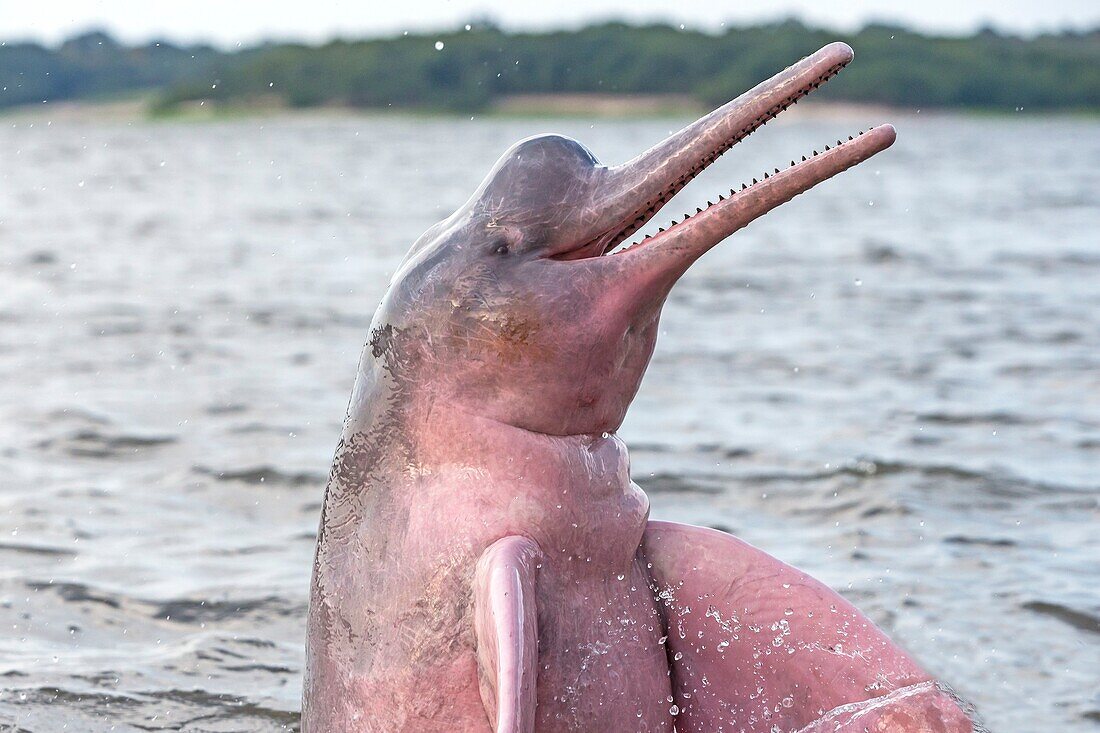 South America ,Brazil, Amazonas state, Manaus, Amazon river basin, along Rio Negro, Amazon River Dolphin, Pink River Dolphin or Boto Inia geoffrensis ,extremely rare picture of wild animal breaching ,Threatened species IUCN Red List 