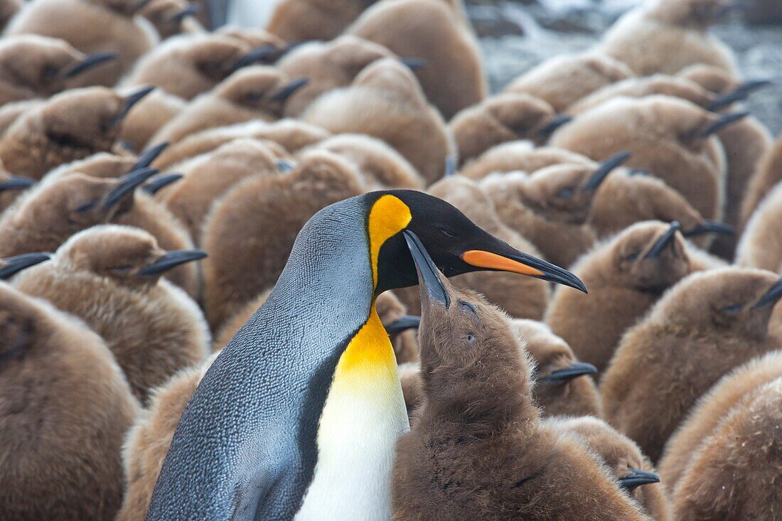 United Kingdom, South Georgia Islands, Salysbury plains, King Penguin Aptenodytes patagonicus, young asking for food