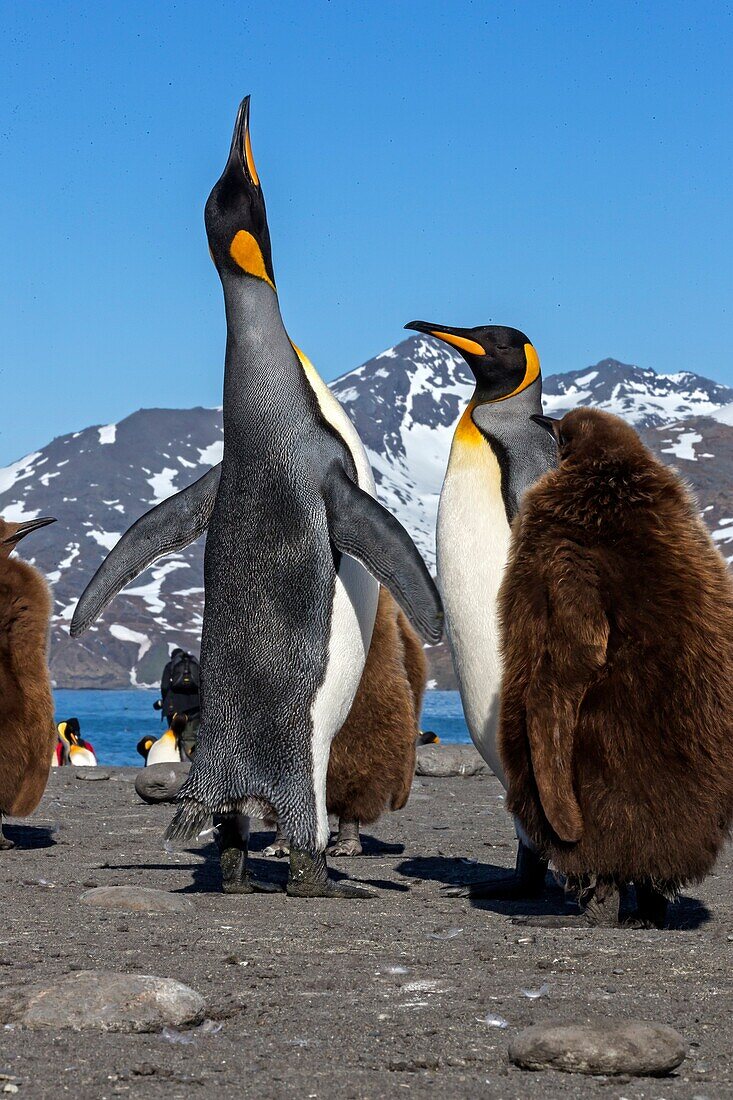 United Kingdom, South Georgia Islands, Saint Andrews plains, King Penguin, Aptenodytes patagonicus, youngs in brown and adults