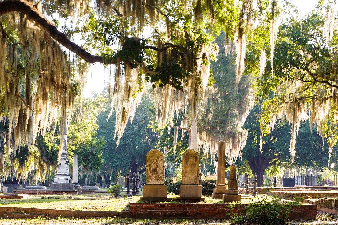 Live Oak trees with Spanish Moss in a cemetery in Selma, Alabama