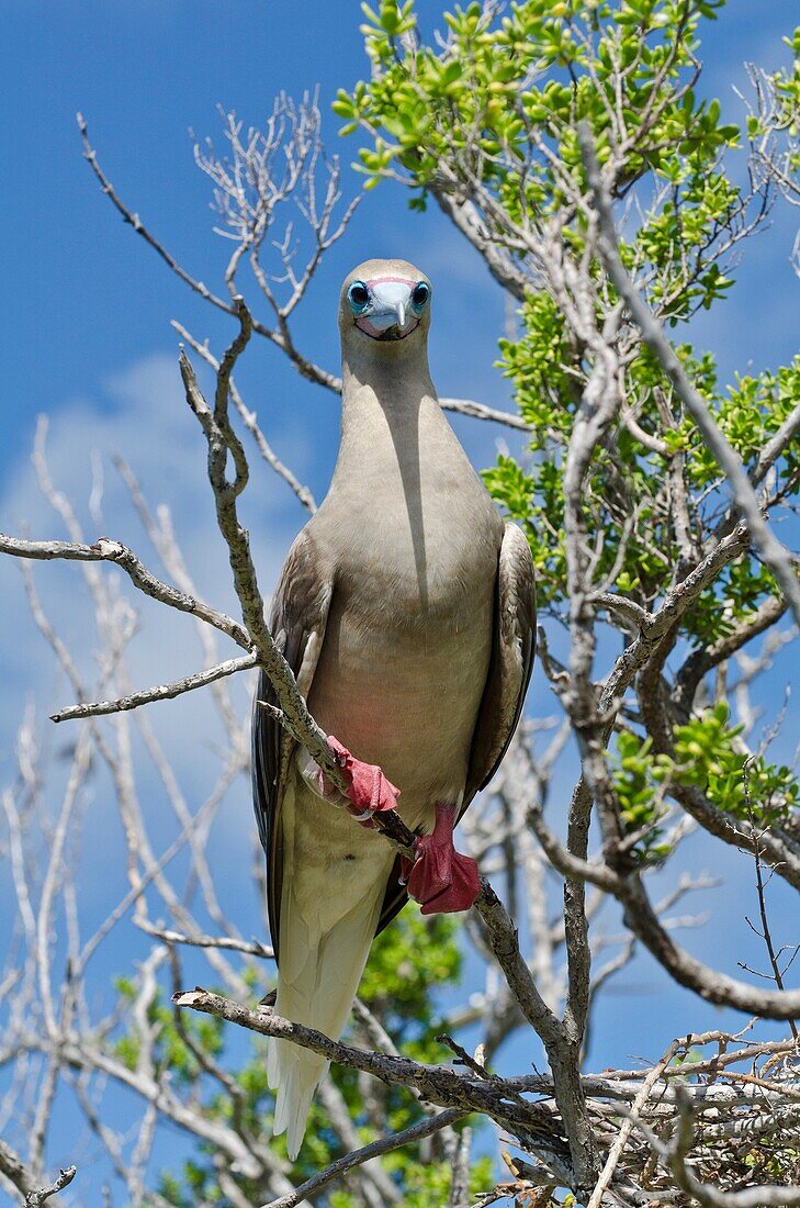 Red footed booby, Suwarrow Atoll, Cook Islands
