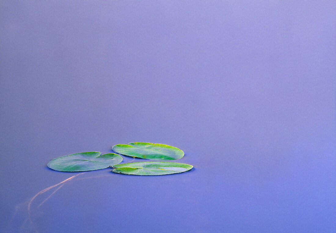 Lily Pad Leaves on Winchell Lake, Alberta, Canada