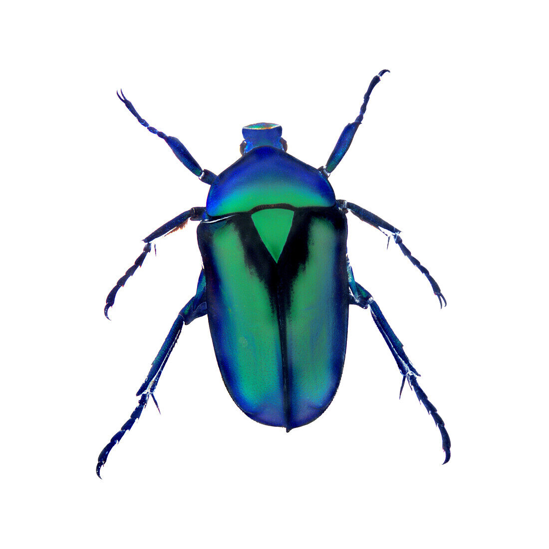 Henry Lin, Blue and Green Beetle