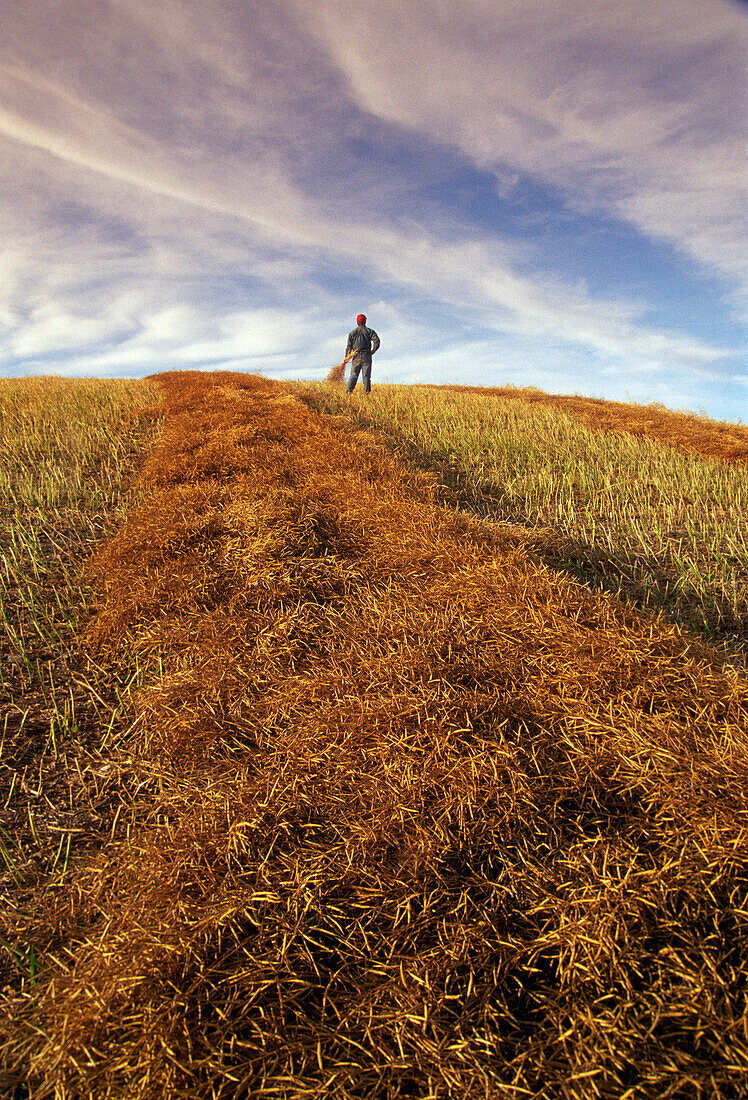 Farmer in Canola Field, Tiger Hills, Manitoba