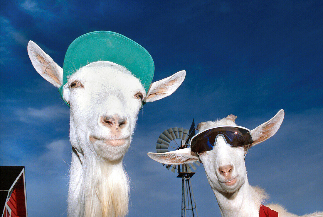 Goats Wearing a Hat and Sunglasses with a Farmyard in the background, near Fort St. John, British Columbia